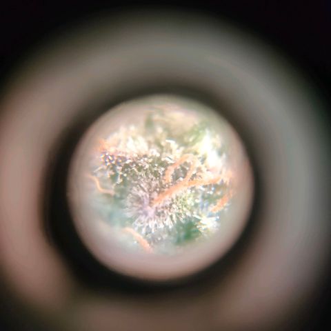 Sour Apple growlog timeline photo