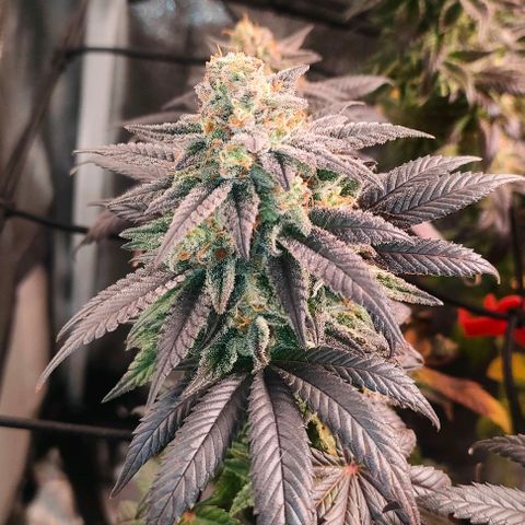 Sour Apple growlog timeline photo
