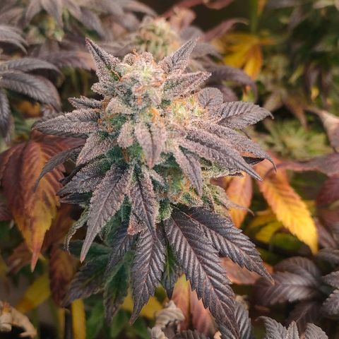 Sour Apple growlog timeline photo