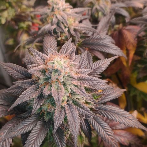 Sour Apple growlog timeline photo