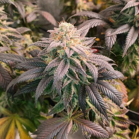 Sour Apple growlog timeline photo