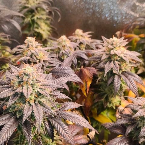 Sour Apple growlog timeline photo