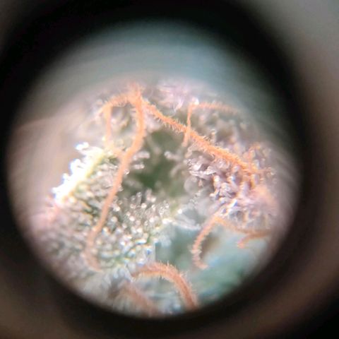 Sour Apple growlog photo: quasi..