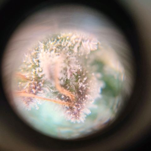Sour Apple growlog photo: quasi..
