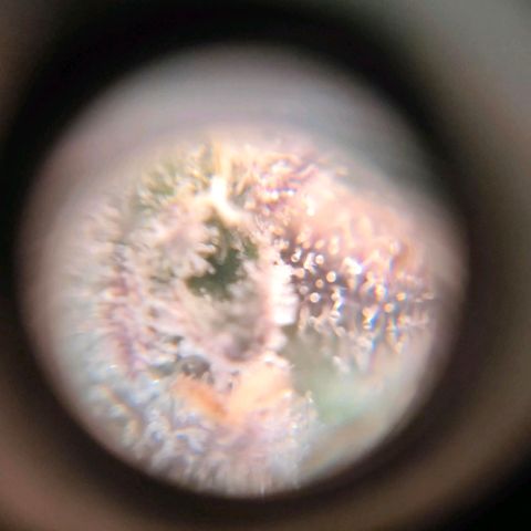 Sour Apple growlog photo: quasi..