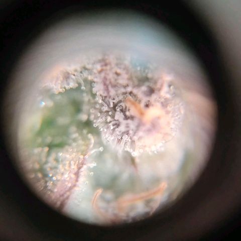 Sour Apple growlog photo: quasi..