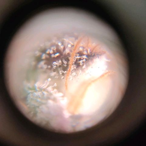 Sour Apple growlog photo: quasi..