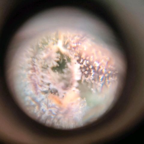 Sour Apple growlog photo: quasi..