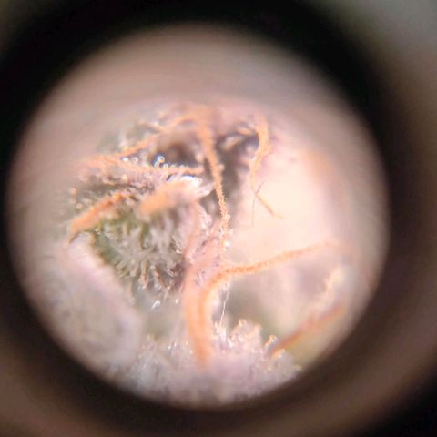 Sour Apple growlog photo: quasi..