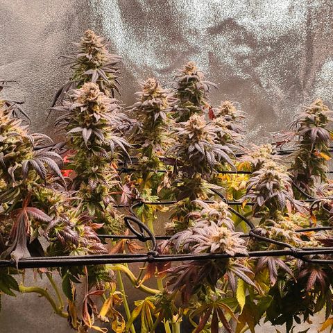 Sour Apple growlog timeline photo