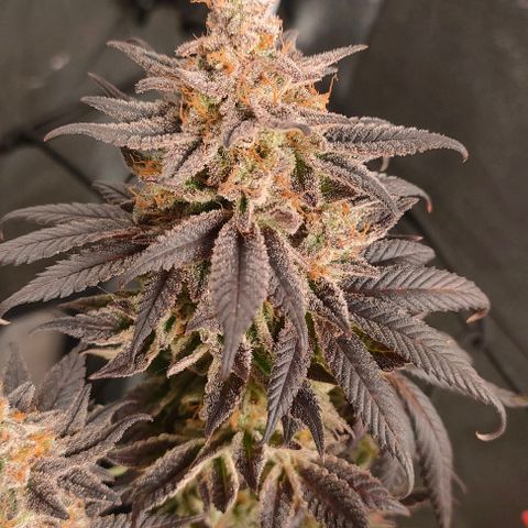 Sour Apple growlog timeline photo
