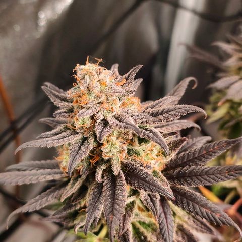 Sour Apple growlog timeline photo