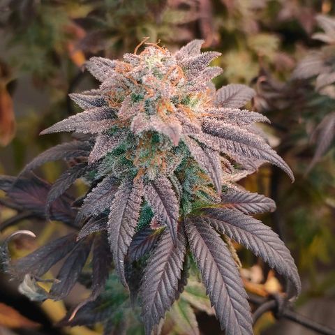 Sour Apple growlog timeline photo