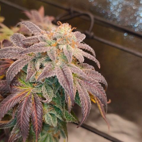Sour Apple growlog timeline photo