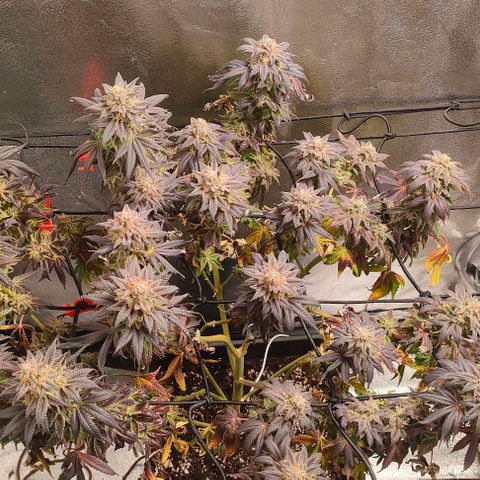 Sour Apple growlog timeline photo