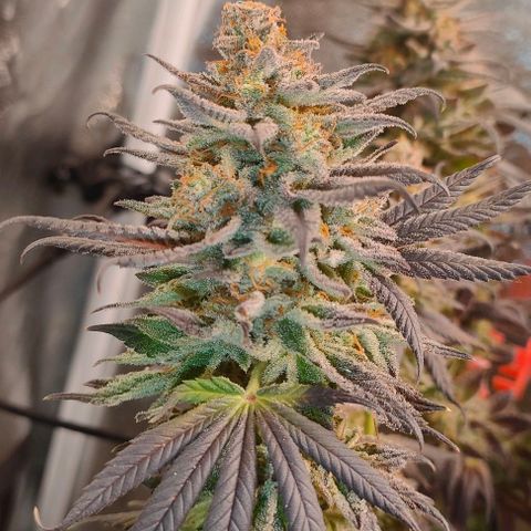 Sour Apple growlog timeline photo