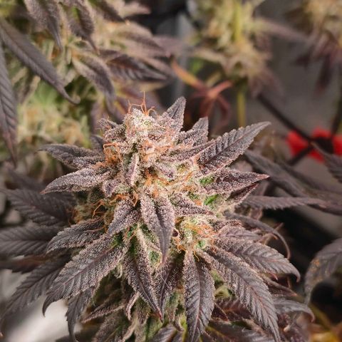 Sour Apple growlog timeline photo