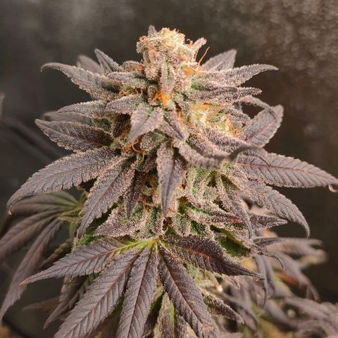Sour Apple growlog timeline photo