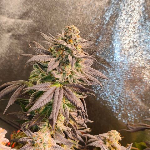 Sour Apple growlog timeline photo