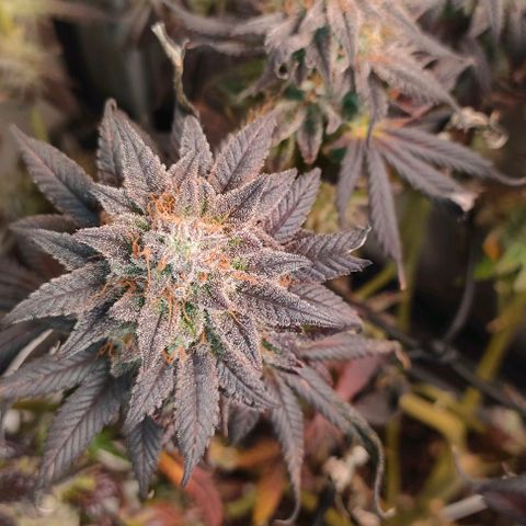 Sour Apple growlog timeline photo