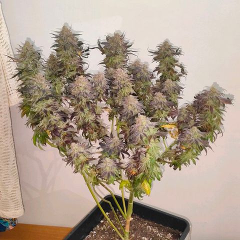 Sour Apple growlog timeline photo
