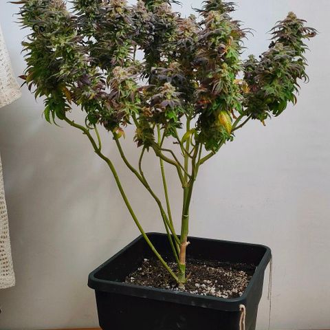 Sour Apple growlog timeline photo
