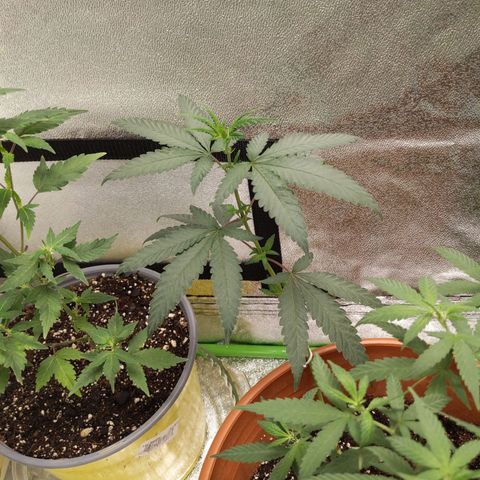 Matcha Melon & Dirty Diana  growlog photo: Second day of pree flower