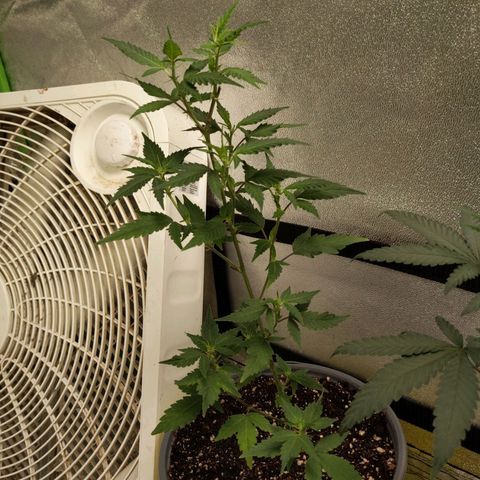 Matcha Melon & Dirty Diana  growlog photo: Second day of pree flower