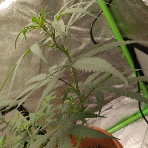 Matcha Melon & Dirty Diana  growlog photo: Second day of pree flower