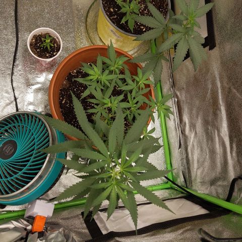 Matcha Melon & Dirty Diana  growlog photo: Second day of pree flower