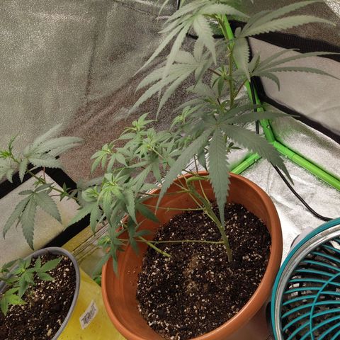 Matcha Melon & Dirty Diana  growlog photo: Second day of pree flower