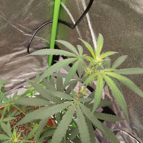 Matcha Melon & Dirty Diana  growlog photo: First full week of 12/12 light cycle pre flowering 