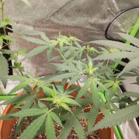 Matcha Melon & Dirty Diana  growlog photo: First full week of 12/12 light cycle pre flowering 