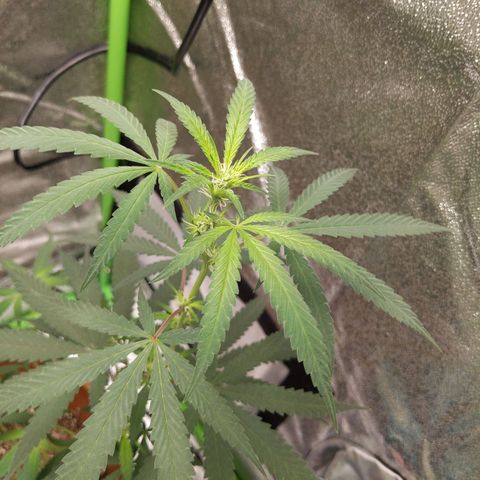 Matcha Melon & Dirty Diana  growlog photo: First full week of 12/12 light cycle pre flowering 