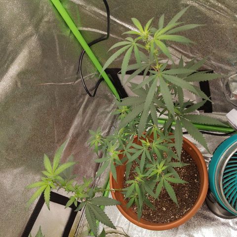 Matcha Melon & Dirty Diana  growlog photo: First full week of 12/12 light cycle pre flowering 