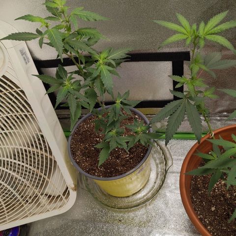 Matcha Melon & Dirty Diana  growlog photo: First full week of 12/12 light cycle pre flowering 