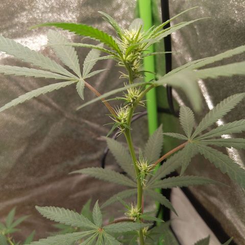Matcha Melon & Dirty Diana  growlog timeline photo