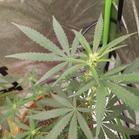 Matcha Melon & Dirty Diana  growlog timeline photo