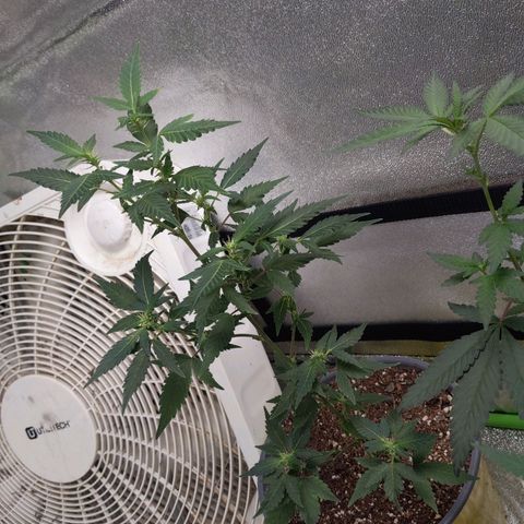 Matcha Melon & Dirty Diana  growlog timeline photo