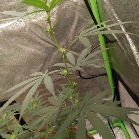 Matcha Melon & Dirty Diana  growlog timeline photo