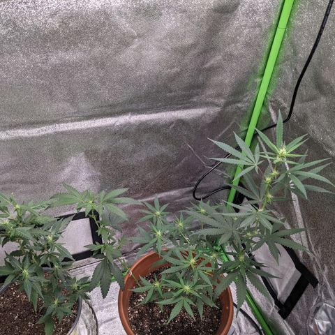 Matcha Melon & Dirty Diana  growlog timeline photo