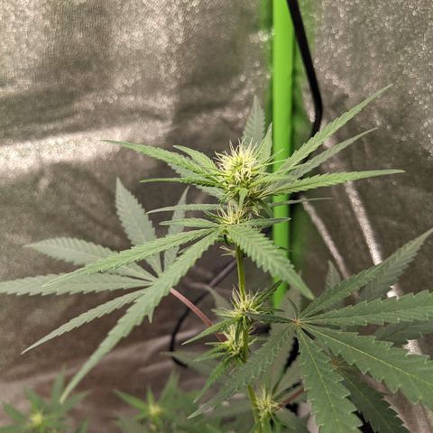 Matcha Melon & Dirty Diana  growlog photo: Day 11 pre flowering 