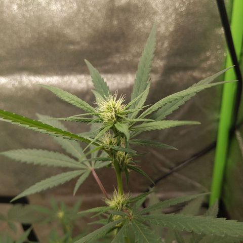 Matcha Melon & Dirty Diana  growlog timeline photo