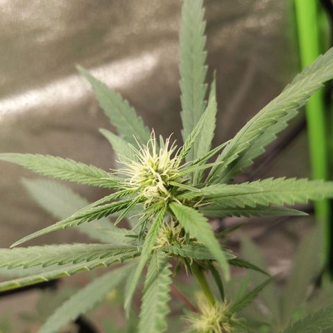 Matcha Melon & Dirty Diana  growlog timeline photo
