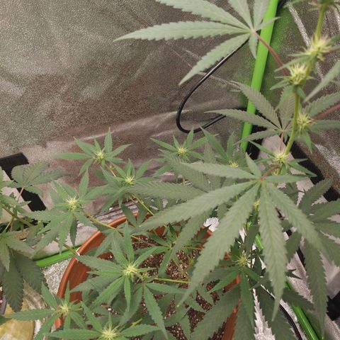 Matcha Melon & Dirty Diana  growlog timeline photo