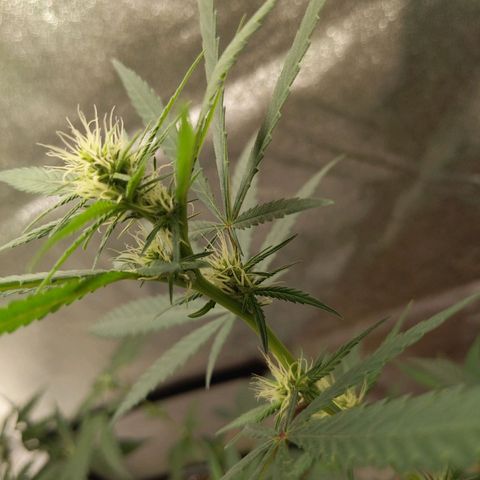 Matcha Melon & Dirty Diana  growlog timeline photo