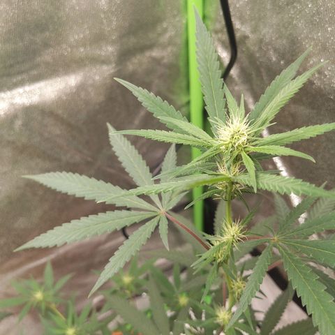 Matcha Melon & Dirty Diana  growlog timeline photo