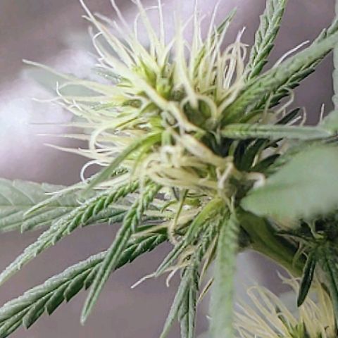 Matcha Melon & Dirty Diana  growlog timeline photo