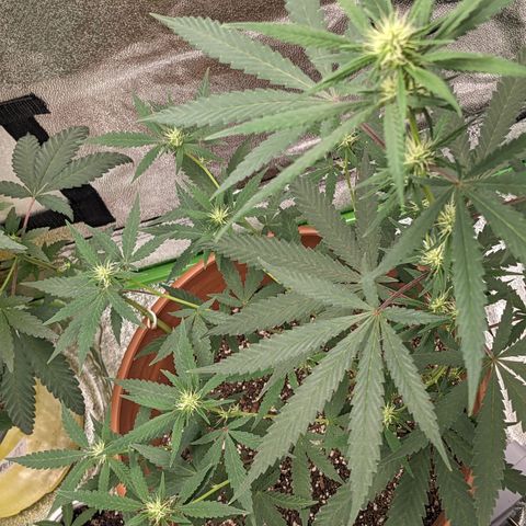 Matcha Melon & Dirty Diana  growlog timeline photo
