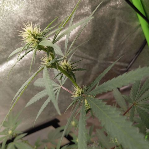 Matcha Melon & Dirty Diana  growlog timeline photo